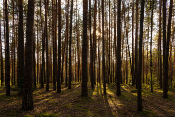 Sunrise or sunset in tall pine forest with long shadows on mossy ground. Nature landscape for tranquility and wilderness. Natural scenic view for wallpaper design.