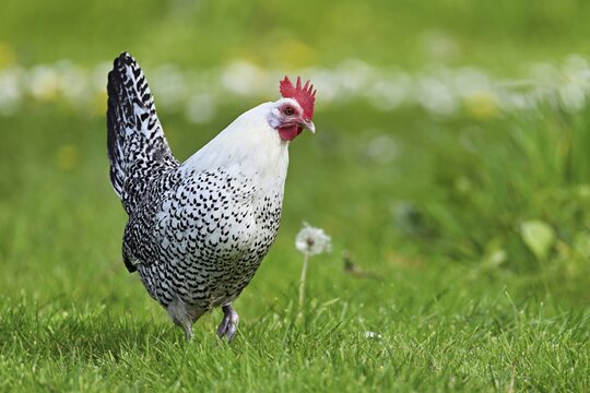East Frisian Gull standing in a meadow, chicken breed with good utilisation characteristics, Texel, North Holland, Netherlands