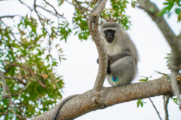 The long-tailed monkey on the tree