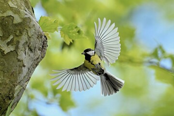 Great tit (Parus major), approaching the breeding den, Canton Zug, Switzerland