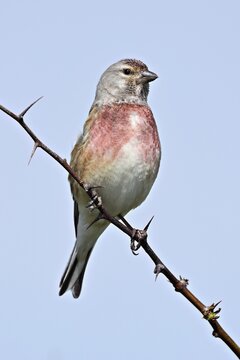 Common linnet (Linaria cannabina), male sitting on a branch, Texel, West Frisian Island, province of North Holland, Netherlands