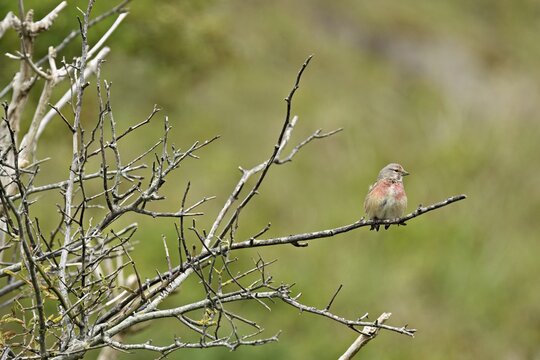 Common linnet (Linaria cannabina), male sitting on a branch, Texel, West Frisian Island, province of North Holland, Netherlands