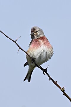 Common linnet (Linaria cannabina), male sitting on a branch, Texel, West Frisian Island, province of North Holland, Netherlands