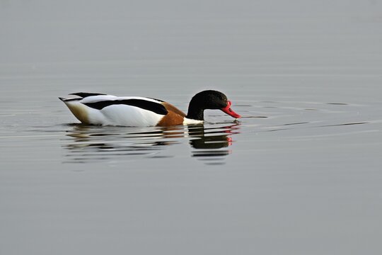 Shelduck (Tadorna tadorna), male swimming, Texel, West Frisian Island, province of North Holland, Netherlands