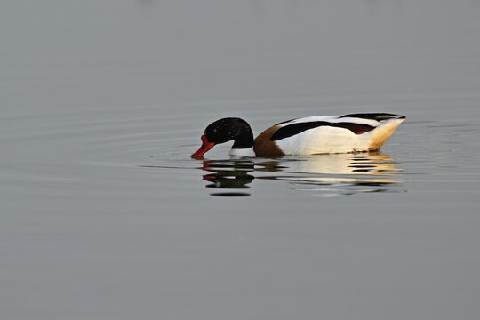 Shelduck (Tadorna tadorna), male swimming, Texel, West Frisian Island, province of North Holland, Netherlands