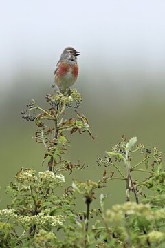 Common linnet (Linaria cannabina), male sitting on a branch, Texel, West Frisian Island, province of North Holland, Netherlands