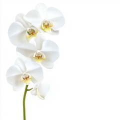 Fototapeta premium Close-up of a vibrant orchid bloom on a white background, highlighting elegant petal curves and natural botanical details.