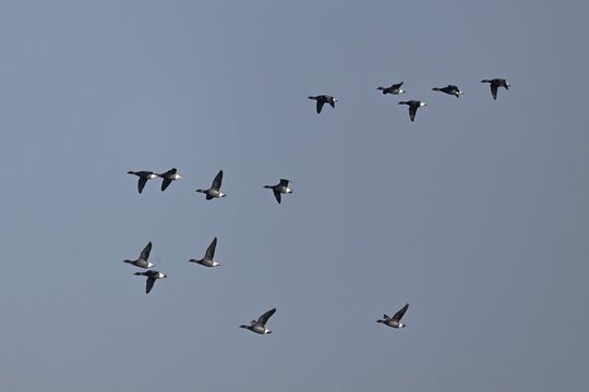 Brent geese (Branta bernicla), in flight, West Frisian Islands, province of North Holland, Netherlands