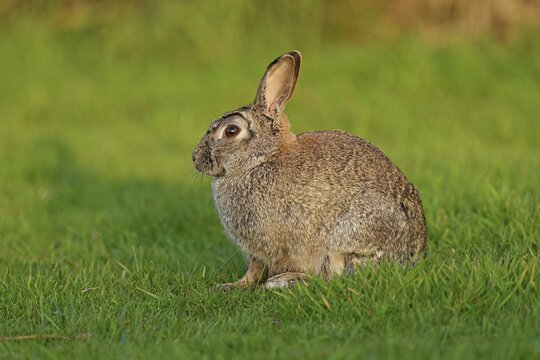 Wild rabbit (Oryctolagus cuniculus), sitting on a meadow, Texel, West Frisian Islands, province of North Holland, Netherlands