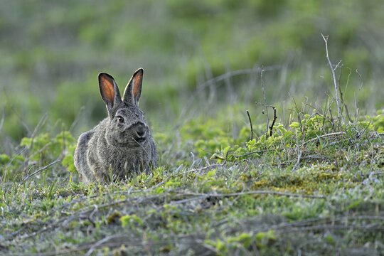 Wild rabbit (Oryctolagus cuniculus), sitting on a meadow, Texel, West Frisian Islands, province of North Holland, Netherlands