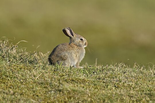 Wild rabbit (Oryctolagus cuniculus), sitting on a meadow, Texel, West Frisian Islands, province of North Holland, Netherlands
