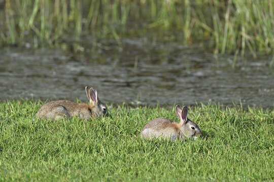 Two wild rabbits (Oryctolagus cuniculus), sitting on a meadow, Texel, West Frisian Islands, province of North Holland, Netherlands