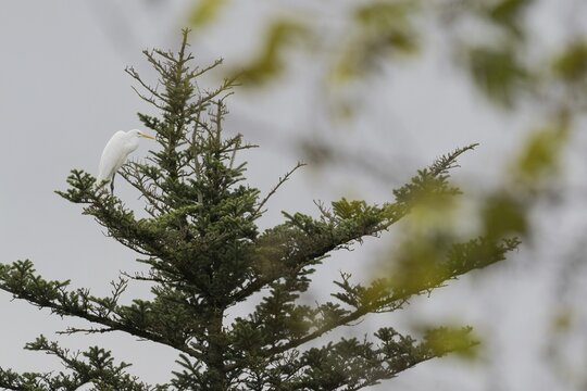A great egret (Ardea alba) sits quietly at a great height on the top of a tree, autumn bokeh, Hesse, Germany