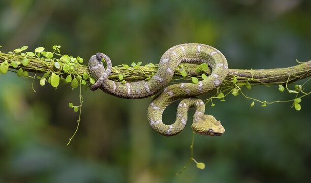 Griffin-tailed lance adder (Bothriechis schlegelii), green variety, sitting on a branch, Heredia province, Costa Rica