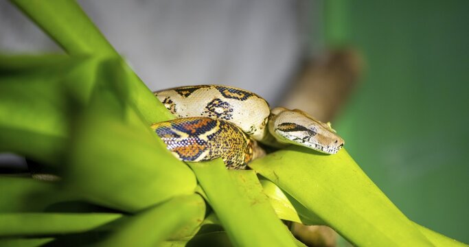 King boa (Boa constrictor), sitting on a green plant, Heredia province, Costa Rica