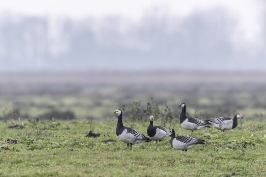 White-fronted Geese, Barnacle Geese (Branta leucopsis), East Frisia, Lower Saxony, Germany