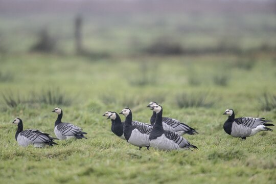 White-fronted Geese, Barnacle Geese (Branta leucopsis), East Frisia, Lower Saxony, Germany