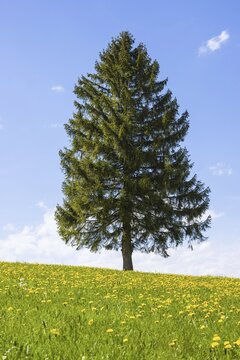 Flowering dandelion meadow (Taraxacum) and single fir tree (Abies sp.), natural landscape near F&uuml;ssen, Ostallg&auml;u, Bavaria, Germany