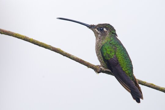 Violet-crowned Brilliant Hummingbird (Eugenes fulgens), Parque National Los Quetzales, Costa Rica