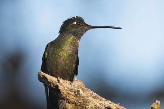 Violet-crowned Brilliant Hummingbird (Eugenes fulgens), Parque National Los Quetzales, Costa Rica