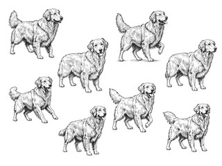 Golden Retriever Dog Vintage Engraved Pet Portrait Illustration Isolated Vector