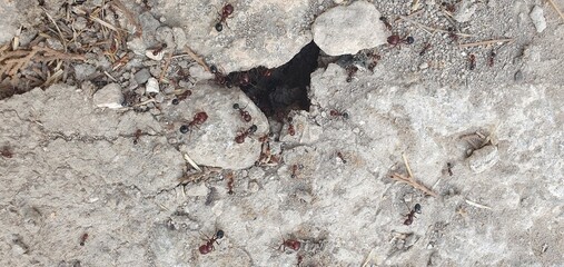 A detailed top-down view of an ant colony swarming around the entrance to their nest in cracked soil.