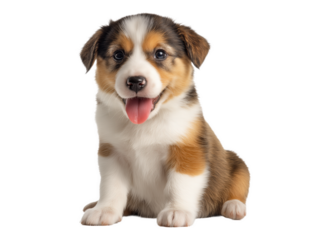 Puppy isolated, little dog, happy smiling pet puppy sitting on the ground looking front, cute puppy portrait, isolated on a transparent background, professional pet photography