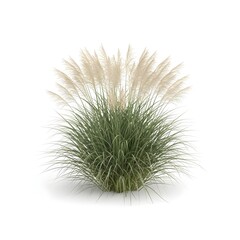 Pampas Grass Bush Isolated on Neutral Background

