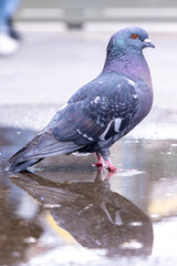 City Street Pigeon
