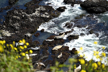Seals, Oregon coast, USA