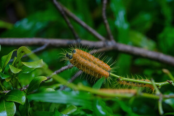 Hairy caterpillars are eating leaf and walking on the tree.