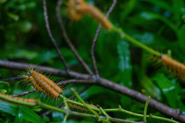 Hairy caterpillars are eating leaf and walking on the tree.