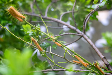 Hairy caterpillars are eating leaf and walking on the tree.