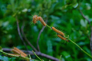 Hairy caterpillars are eating leaf and walking on the tree.