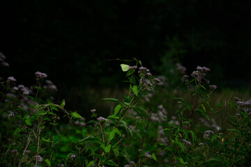 a lemon butterfly flutters over plants