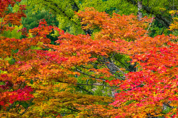 楓　紅葉　秋