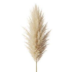 Fluffy decorative pampas grass cortaderia selloana stalk isolated on transparent or white background. PNG