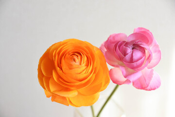 二色のラナンキュラス