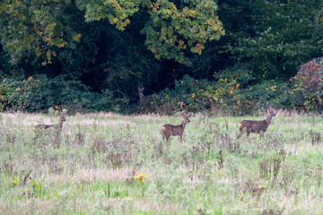 roe deer with fawns in the countryside