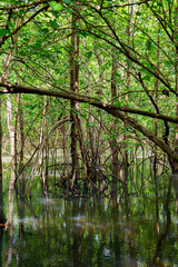 mangrove tree roots that grow above sea water. Mangroves function as plants