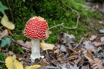 close up of fly agaric a species of amanita mushroom