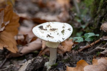 false death cap a species of amanita mushroom