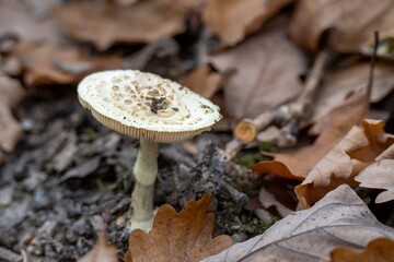 false death cap a species of amanita mushroom