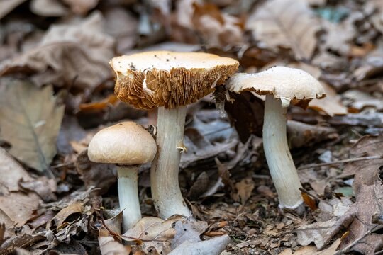 gypsy mushroom a species of cortinar