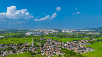 tulip field and blue sky