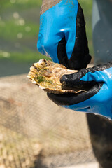 Ouverture d'une huître triploïde avec gants anti coupure étanches, directement sur le chaland