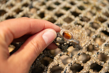 Fototapeta premium Main tenant un bigorneau perceur sur les mailles d'une poche à huîtres