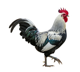 Fototapeta premium Rooster, Isolated, Cutout, Transparent PNG