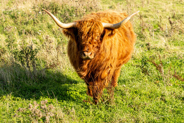 Scottish Highland Cow