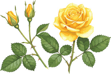 llow rose plant illustration, botanical artwork with blooming flower and buds, floral drawing,